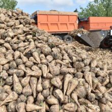 В Краснодарском крае стартовала уборка сахарной свеклы