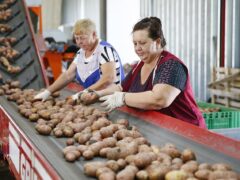 На Кубани самозанятым владельцам ЛПХ предоставляются субсидии на производство овощей открытого грунта и картофеля