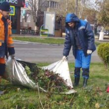 Колючую королеву вводят в анабиоз: специалисты городского хозяйства готовят розарии к зимнему сезону