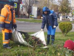 Колючую королеву вводят в анабиоз: специалисты городского хозяйства готовят розарии к зимнему сезону