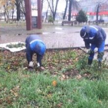 На зимовку: городские клумбы готовят к холодному сезону