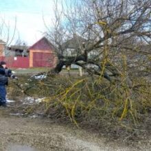 Спасатели и рабочие городского благоустройства избавляют территории Белореченска от аварийных гигантов