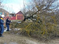 Спасатели и рабочие городского благоустройства избавляют территории Белореченска от аварийных гигантов