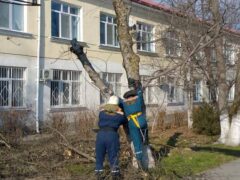 В числе приоритетных задач городских служб — спил и уборка сухих и аварийных веток