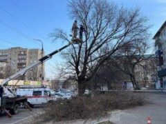 Проблема жильцов решена: во дворе многоквартирного дома спилили дерево, угрожавшее безопасности прохожих