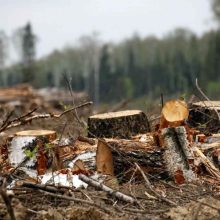 Белореченец получит срок за вырубку леса