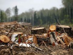 Белореченец получит срок за вырубку леса