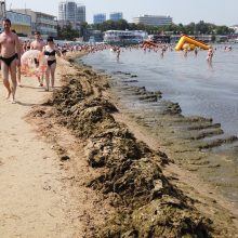 Кубанские пляжи проклинают, но все равно стремятся на них отдохнуть