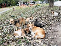 В Белореченском районе наконец взялись за беспризорных животных