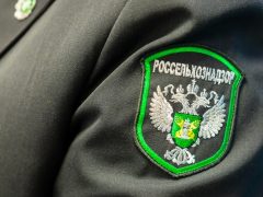 В порту «Новороссийск» предотвращена попытка опасного гостя прорваться на территорию Кубани