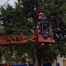 В Белореченске на улицах Лесной, Аэродромной и в переулке Узком посёлка Родники ликвидированы аварийные деревья