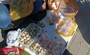 Белореченские ветеринары ловят стихийных торговцев 