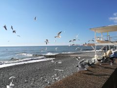 Турагенты не нашли ничего бюджетнее Сочи в межсезонье
