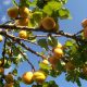 Кубань и другие южные регионы рискуют потерять почти половину урожая