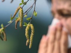 Аллергики Белореченска, приготовьтесь! Кубань накрывает пыльца