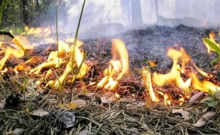 В Белореченских лесах запретили разводить костры