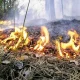В Белореченских лесах запретили разводить костры