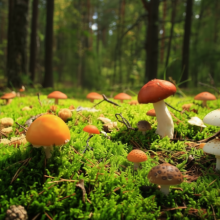 На Кубани началась массовая грибная лихорадка – белореченцы теряются в лесах