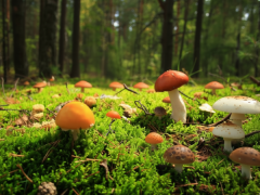 На Кубани началась массовая грибная лихорадка – белореченцы теряются в лесах