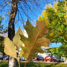 Белореченская осень в самом разгаре