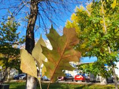 Белореченская осень в самом разгаре