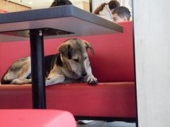 Отдых в ресторане быстрого питания с четвероногим другом