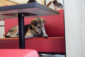 Отдых в ресторане быстрого питания с четвероногим другом