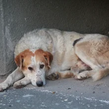 Бездомные собаки в городе: растущая проблема, о которой нельзя молчать