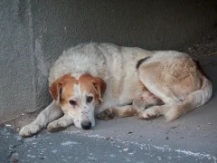Бездомные собаки в городе: растущая проблема, о которой нельзя молчать